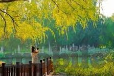 麻豆传app-麻豆传APP，时尚潮流与社交娱乐的融合新体验